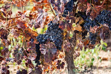 Visite des vins de Sardaigne